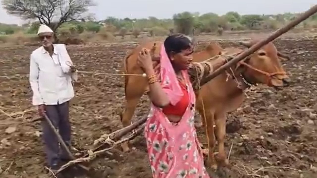 रोहित पवार यांनी म्हटले की, लातूर जिल्ह्यातील देवणी तालुक्यातील बांबळी गावात काशिनाथ गायकवाड यांचा बैल वीज कोसळून दगावला. दुसरा बैल खरेदी करण्याची ताकद नसल्याने नांगराच्या दुसऱ्या बाजूला चक्क पत्नीला जुंपावं लागलं. ही विदारक स्थिती आहे अन्नदात्याची!