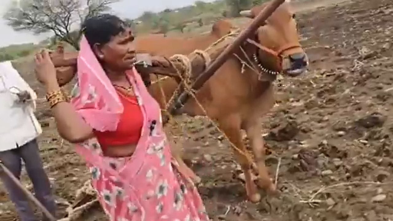 रोहित पवार यांनी सोशल मीडियावर एक व्हिडिओ शेअर केला आहे, यात एक शेतकरी महिला नांगर ओढताना दिसत आहे. एक बैल मेल्यामुळे शेतकरी दांपत्यावर ही वेळ आली आहे.