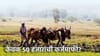 Farmer Loan Waiver: केवळ 50 हजारांची कर्जमाफी? कोण पात्र ठरणार?.