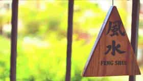 Feng Shui : ही झाडं म्हणजे भांडणाला आमंत्रण, घरात चुकूनही लावू नका.