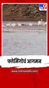 कोयना बॅकवॉटर परिसरात फ्लेमिंगोचं आगमन; पर्यटकांची गर्दी