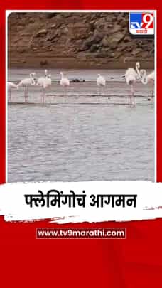 कोयना बॅकवॉटर परिसरात फ्लेमिंगोचं आगमन; पर्यटकांची गर्दी-1686660