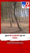 गुहागर किनारपट्टीवरील सुरू बन धोक्यात