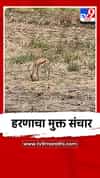 हरणाचा मुक्त संचार