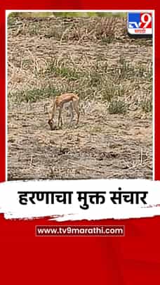 हरणाचा मुक्त संचार-1688333
