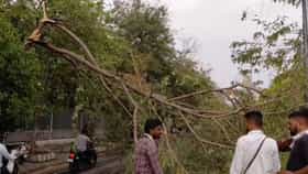 अर्ध्या राज्याला पावसाने झोडपलं, वादळी वाऱ्यामुळे झाडे कोसळली...