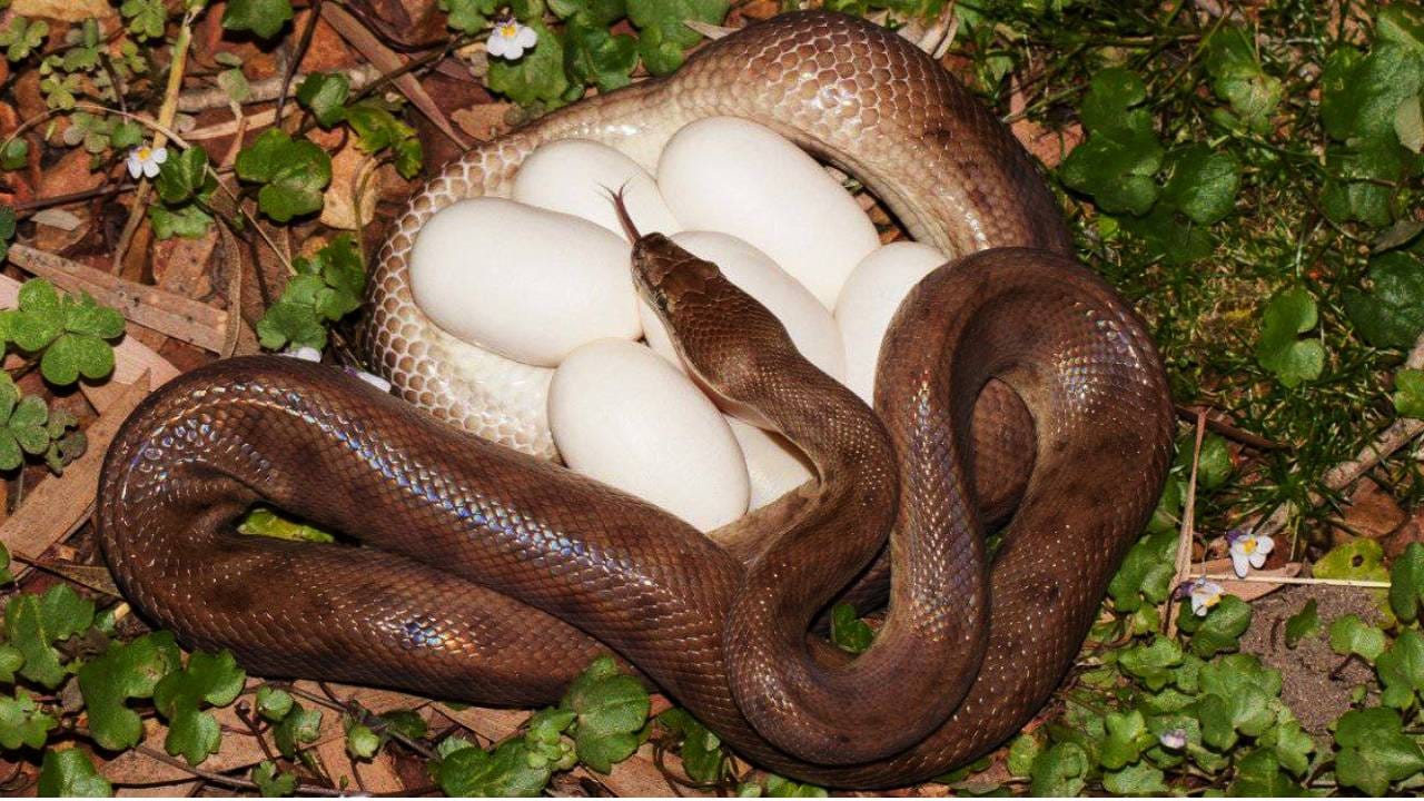 Snake Eggs: सापाची अंडी दिसतात कशी? तुमच्या घरात अथवा बगिचात तर नाही ना? अशी ओळख पटवा