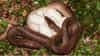 Snake Eggs: सापाची अंडी दिसतात कशी? तुमच्या घरात अथवा बगिचात तर नाही ना? अशी ओळख पटवा