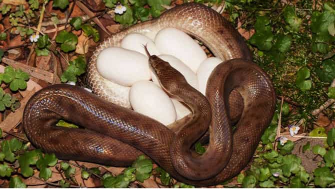 Snake Eggs: सापाची अंडी दिसतात कशी? तुमच्या घरात अथवा बगिचात तर नाही ना? अशी ओळख पटवा