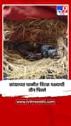 कांद्याच्या चाळीत चिरक पक्ष्याची तीन पिल्ले