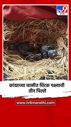 कांद्याच्या चाळीत चिरक पक्ष्याची तीन पिल्ले-1699399