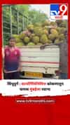 सिंधुदुर्ग : वटपौर्णिमेनिमित्त कोकणातून फणस मुंबईला रवाना