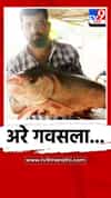 अरे गवसला... थेट 25 किलो वजनाचा कटला मासा