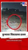कुत्र्यावर बिबट्याचा हल्ला.