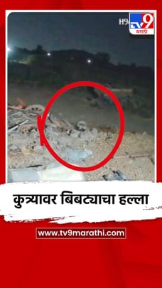 कुत्र्यावर बिबट्याचा हल्ला-1680788