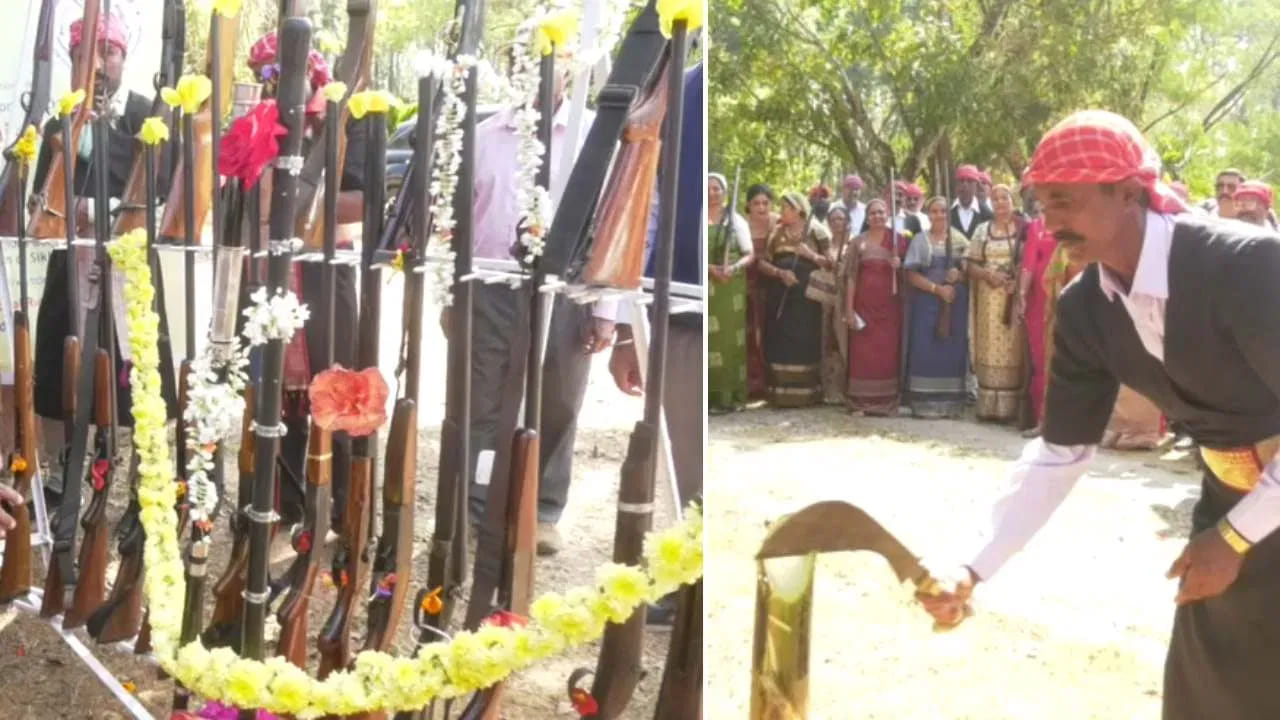 निसर्गपूजक म्हणून ओळखल्या जाणाऱ्या कोडवा समाजाचे अनेक सण आणि परंपरा निसर्गाशी निगडित आहेत. नुकताच ‘हुट्टारी’ हा पीक उत्सव साजरा झाल्यानंतर आता कोवी उत्सव मोठ्या उत्साहात पार पडला. या उत्सवात बंदुकांची पूजा करण्याबरोबरच नेमबाजीच्या स्पर्धाही आयोजित करण्यात आल्या. नारळाला लक्ष्य करून गोळीबार करत सहभागींची नेमबाजीची कौशल्ये तपासण्यात आली.