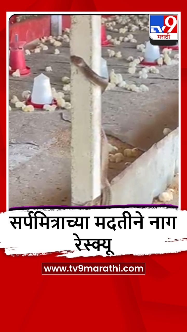 Lasalgaon : लासलगावमधील कुक्कुटपालन केंद्रातून सापाची सुटका-1688624