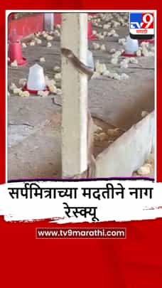 Lasalgaon : लासलगावमधील कुक्कुटपालन केंद्रात सापाची सुटका-1688624