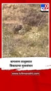 नाशिकच्या बागलाण तालुक्यात बिबट्यांचा मुक्तसंचार.