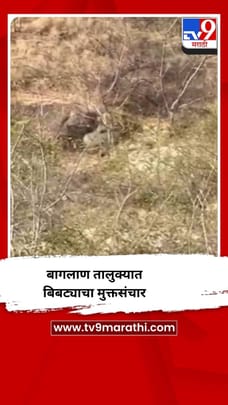 नाशिकच्या बागलाण तालुक्यात बिबट्यांचा मुक्तसंचार-1680786