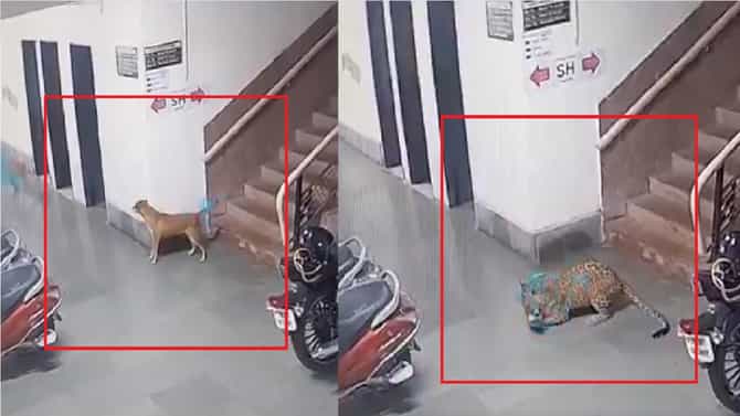 IIT- बॉम्बेच्या आवारात बिबट्याची एन्ट्री, कुत्र्यावर भयानक हल्ला अन्... CCTV फुटेज समोर येताच...