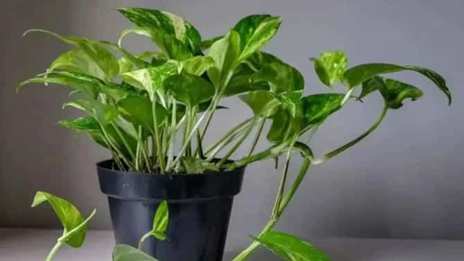 Vastu Shastra : ऑफिसच्या डेस्कवर मनी प्लांट ठेवण्याचे दोन सर्वात मोठे फायदे? तुम्हाला माहितीये का?