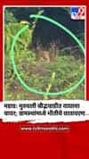 महाड: मुठवली बौद्धवाडीत वाघाचा वावर; ग्रामस्थांमध्ये भीतीचे वातावरण