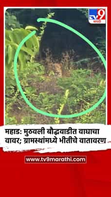 महाड: मुठवली बौद्धवाडीत वाघाचा वावर; ग्रामस्थांमध्ये भीतीचे वातावरण-1682676