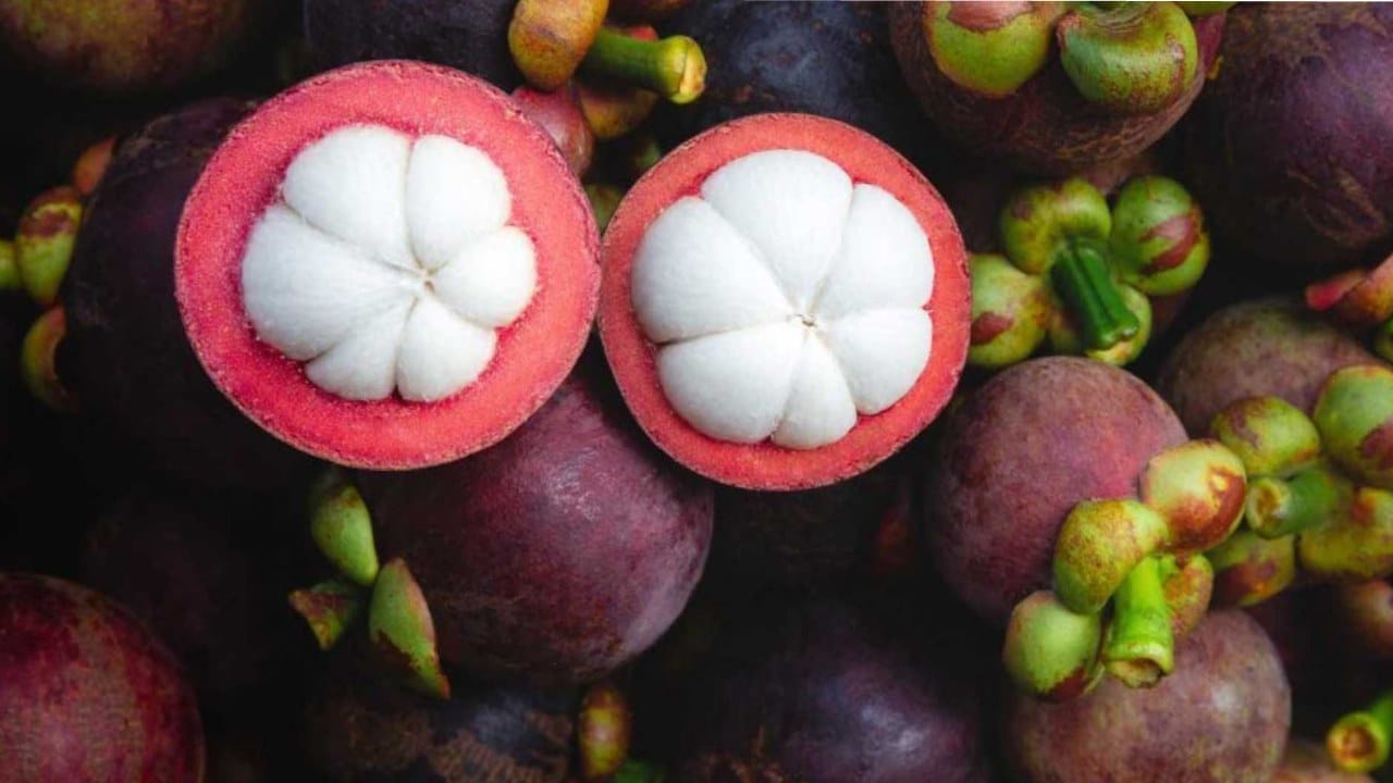 हे फळ आकाराला ताडगोळ्यासारखे असते.या फळाचे वैज्ञानिक नाव Garcinia mangostana असे आहे. लंडनची राणी व्हिक्टोरिया हीने ताजे मँगोस्टीन फळ आणणाऱ्याला बक्षिस जाहीर केले होते.