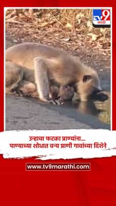 उन्हाचा फटका प्राण्यांना... पाण्याच्या शोधात वन्य प्राणी गावांच्या दिशेने-1683940