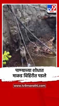 पाण्याच्या शोधात आलेले माकड विहिरीत पडले-1689869