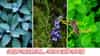 Mosquito Repellent Plants: आला पावसाळा... डास असे पळवा... ही झाडं लावताच चमत्कार होणार