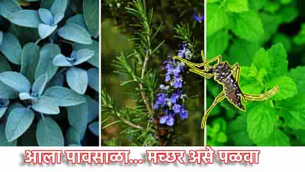 Mosquito Repellent Plants: आला पावसाळा... डास असे पळवा... ही झाडं लावताच चमत्कार होणार