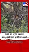 300 वर्षे जुन्या वडाच्या वटवृक्षाची मोठी फांदी कोसळली, मोठे नुकसान