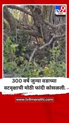 300 वर्षे जुन्या वडाच्या वटवृक्षाची मोठी फांदी कोसळली, मोठे नुकसान-1683114