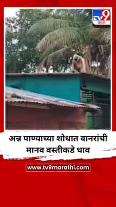 अन्न पाण्याच्या शोधात वानरांची मानव वस्तीकडे धाव-1698492