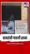 उन्हाच्या झळांपासून बचाव करण्यासाठी वानरांनी गाठली शाळा.