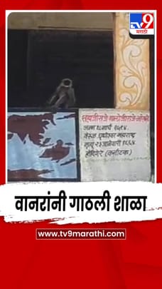 उन्हाच्या झळांपासून बचाव करण्यासाठी वानरांनी गाठली शाळा-1681492
