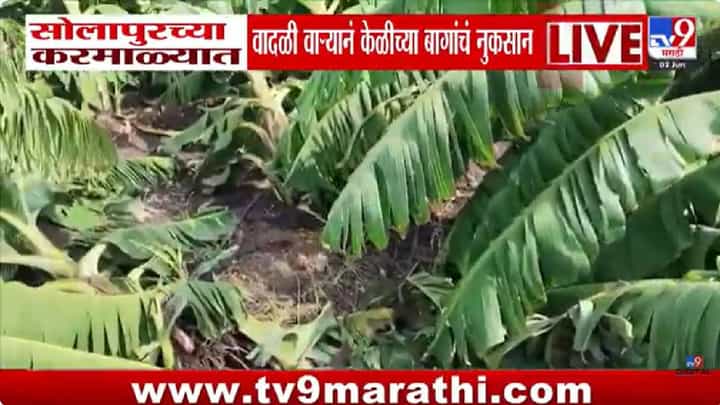 Rain Update | लातूर ते सोलापूर, वादळी वाऱ्यानं सगळं संपवलं, शेतकरी पुन्हा मोठ्या संकटात! Rain Update | लातूर ते सोलापूर, वादळी वाऱ्यानं सगळं संपवलं, शेतकरी पुन्हा मोठ्या संकटात!