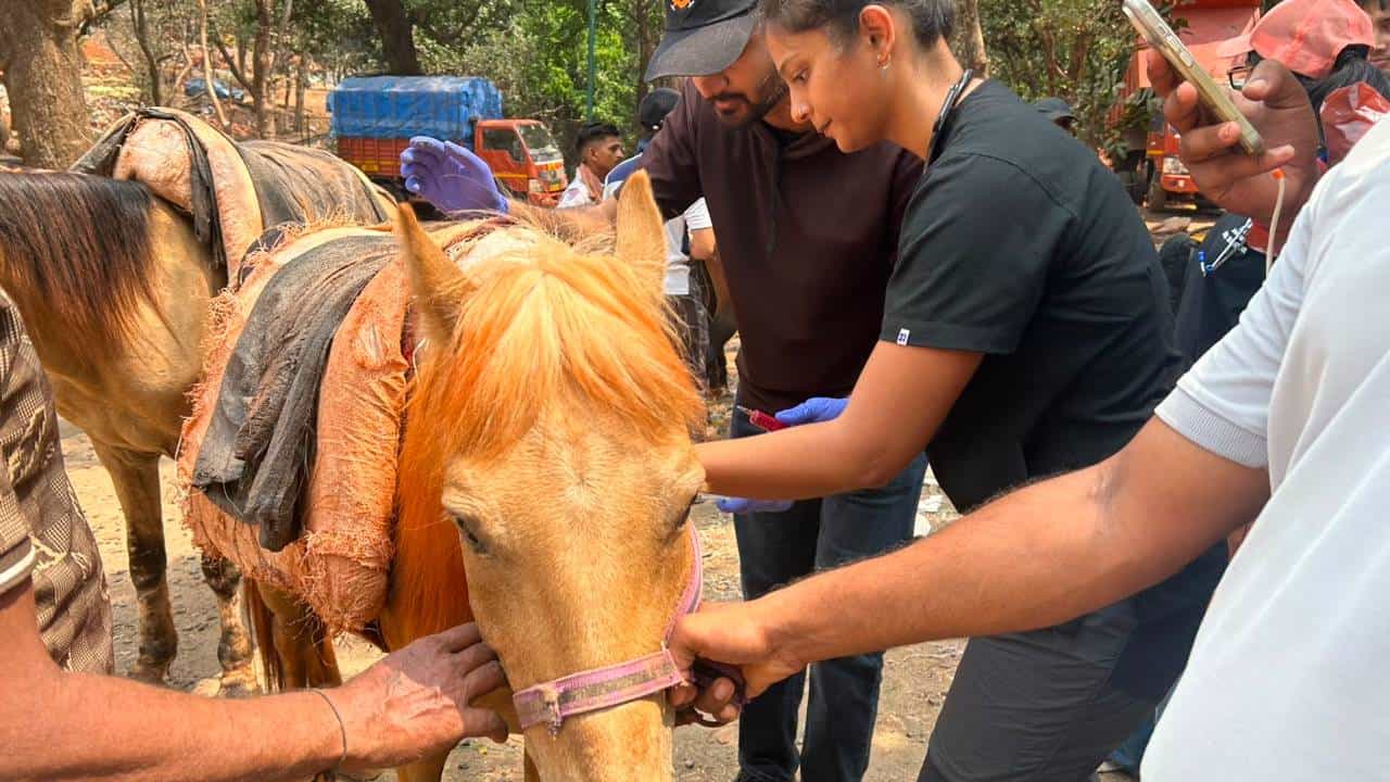 Matheran | माथेरानच्या घोड्यांसाठी देवदूत ठरले अनंत अंबानी; मोफत उपचारांनी दिला दिलासा Matheran | माथेरानच्या घोड्यांसाठी देवदूत ठरले अनंत अंबानी; मोफत उपचारांनी दिला दिलासा