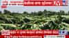 Jalgaon Banana Loss | रावेरमध्ये गारपिटीचा कहर! वादळी वाऱ्याने केळीबागा जमीनदोस्त