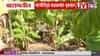 Baramati Crop Loss | बारामतीत गारपीटीमुळे फळबागांचं नुकसान; पंचनामे करून मदत द्या, शेतकऱ्यांची आर्त हाक