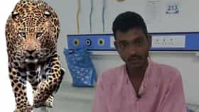 काळ आला होता, पण बापमध्ये आला..लेकीसाठी बापाने बिबट्याशी दोन हात केले