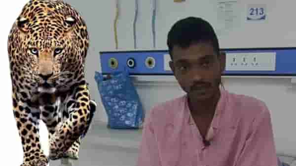 काळ आला होता, पण बापमध्ये आला..लेकीसाठी बापाने बिबट्याशी दोन हात केले