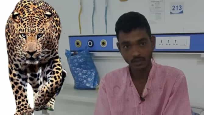 काळ आला होता, पण बापमध्ये आला..लेकीसाठी बापाने बिबट्याशी दोन हात केले