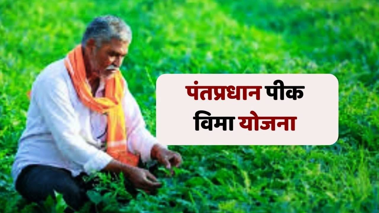 पीक विमा योजनेची मोठी अपडेट, मयत शेतकर्यांच्या कुटुंबांना दिलासा, झटपट पूर्ण होणार दावा प्रक्रिया पीक विमा योजनेची मोठी अपडेट, मयत शेतकर्यांच्या कुटुंबांना दिलासा, झटपट पूर्ण होणार दावा प्रक्रिया