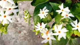 Parijat Plant: पारिजातकांचं झाड दारात असणं शुभ की अशुभ? जाणून घ्या.