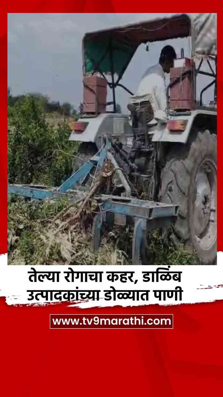 तेल्या रोगाचा कहर, डाळिंब उत्पादकांच्या डोळ्यात पाणी-1689877