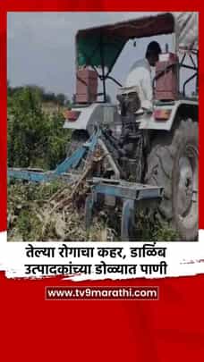 तेल्या रोगाचा कहर, डाळिंब उत्पादकांच्या डोळ्यात पाणी-1689877
