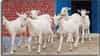Goat Dairy: एकच शेळी दूर करेल गरिबी! सर्वाधिक दूध देणारी ही बकरी ठरेल फायदेशीर